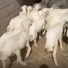 كباشه للبيع عمر 4شهور الى 6شهور