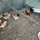 دجاج عربي نوادر