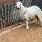 خروف لباني كفو