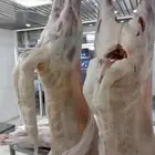 سواكني مبرد جمله