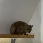 وبر للبيع أليف