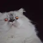 ابغى قطة انثى سكوتش او همالايا للتبني