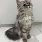قطه للبيع