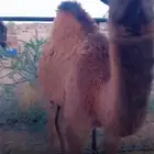 قعدان ع حليب اماتها مرباه عندي