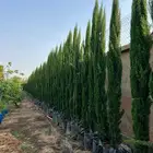 سرو ايطالي تربيه شمسيه