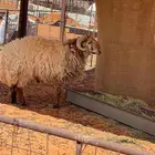 خروفين للبيع