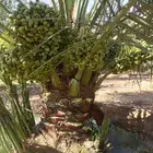 يوجد عمال تنضيف وتحويض وتشويك وجميع اعمال النخيل