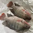 مزرعة اسماك للتقبيل