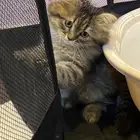 قطة سكوتش لونق هير للبيع