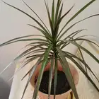 نبات الدراسينيا