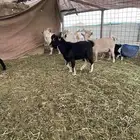 تيس قزم العمر سبعة اشهر تقريبآ