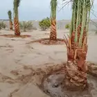 السلام عليكم ورحمه الله يوجد لدينا جميع انواع النخيل