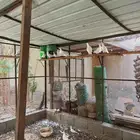 حمام للبيع