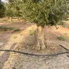 زيتون معمر للبيع