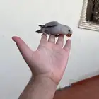 روز اليف وهدد خارجي نشبه لايفوتكم شي فاخر من الاخر