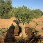 زيتون مثمر وزيتون معمر