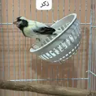 زوج كناري للبيع