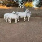 خرفان حري ذبايح