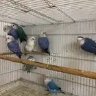 عرض رقم 2 (( تم البيع. ))