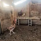 دجاج باكستاني