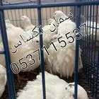 سمان تكساس العملاق بيور