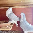 حمام زينه