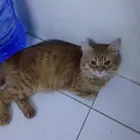 قطط كيتن لتبني