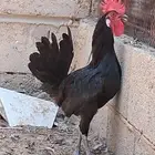 دبكه فحول ذبح أعمارهن 7 شهور