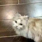 قطه للتبني