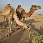 ابل للبيع