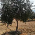 اشجار زيتون  وجد لدينا الشجار زيتون