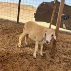 رخال حري طيبه