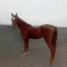 حصان شعبي