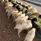 برابر وتيوس صوماليه متميزه