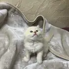 قطان للبيع