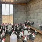 يوجد لدينا ديكه فيومي للبيع عمر شهرين ونصف