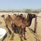 5 قعدان طيبة