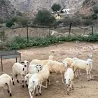 رخال هجين العدد 10 روس الحد من 580 رقم الجوال