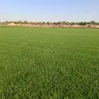 مؤسسة زهرة الخليج الزراعية -نجران -دحضة