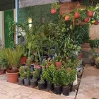 منسق حديق وتركيب جميع شبكات الري العادي والاتمتك