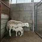 شاه خلفة تحتها رخل
