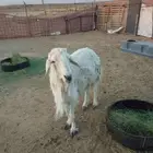 فحل حري تام مشررط القريع الموقع بريده