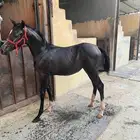 مهره شعبيه