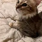 قطه للتبني بالخرج