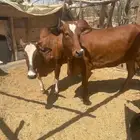 بقرة رباع مع بنتها جذعة فوق الطيبه