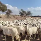 غنم حريه حرش مراح وحد قطعه وحده العداد 100بفحوله 2