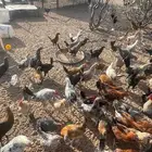 دجاج بشاير