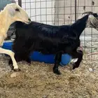 جفر عارضيه ماضرع