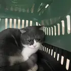 قط ذكر سكوتش فولد للبيع