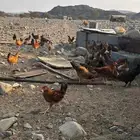 صوص للبيع العدد مفتوح الصحه ممتاز ومحصن اتوصل خاص ل صامل